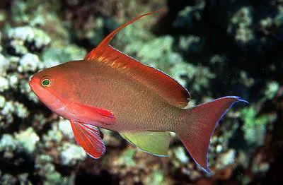 Sea goldie (Pseudanthias squamipinnis)