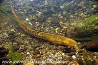 Sea lamprey (Petromyzon marinus)