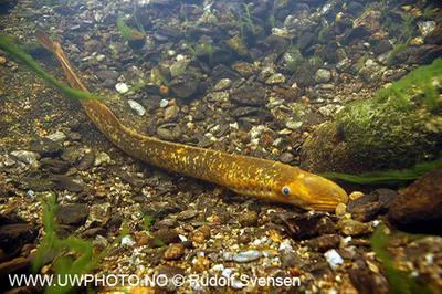 Sea lamprey (Petromyzon marinus)