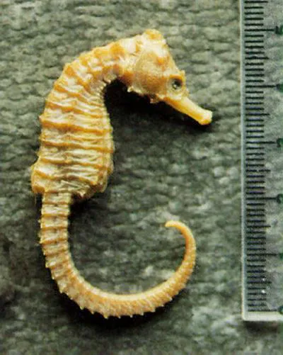 Sea pony (Hippocampus fuscus)