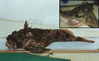 Sea raven (Hemitripterus americanus)