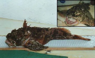 Sea raven (Hemitripterus americanus)