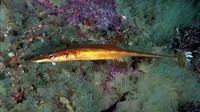 Sea stickleback (Spinachia spinachia)