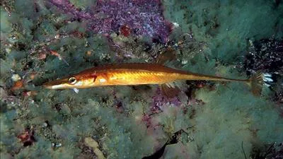 Sea stickleback (Spinachia spinachia)