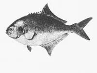 Sea sweep (Scorpis aequipinnis)