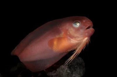 Sea tadpole (Careproctus reinhardti)