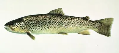 Sea trout (Salmo trutta trutta)