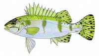 Sea trumpeter (Pelsartia humeralis)