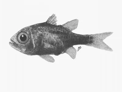 Sea urchin cardinal (Siphamia mossambica)