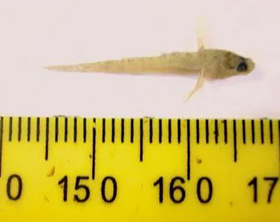 Seaboard goby (Gobiosoma ginsburgi)