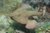 Seadevil (Ogcocephalus vespertilio)
