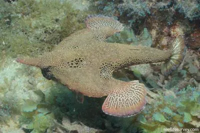 Seadevil (Ogcocephalus vespertilio)