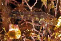 Seafan blenny (Emblemariopsis pricei)