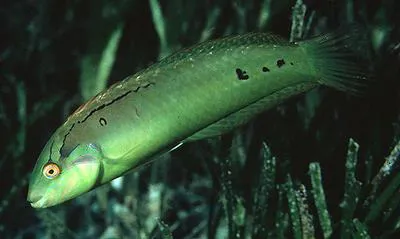 Seagrass wrasse (Novaculoides macrolepidotus)