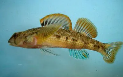 Seagreen darter (Etheostoma thalassinum)