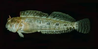 Seale's rockskipper (Entomacrodus sealei)