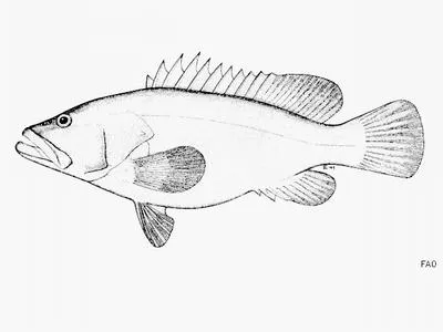 Seamount grouper (Epinephelus suborbitalis)