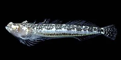 Searcher stargazer (Gillellus searcheri)