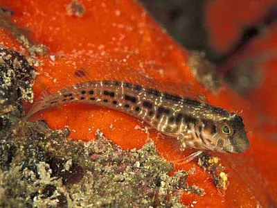 Seaweed blenny (Parablennius marmoreus)