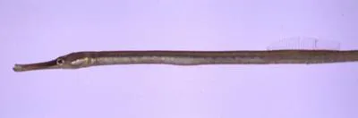 Seaweed pipefish (Syngnathus schlegeli)