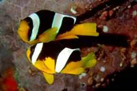 Sebae anemonefish (Amphiprion sebae)