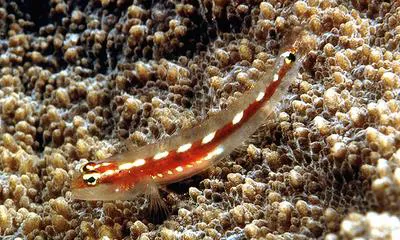 Sebree's pygmy goby (Eviota sebreei)