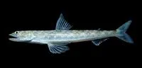 Sechura lizardfish (Synodus sechurae)