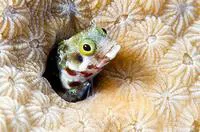 Secretary blenny (Acanthemblemaria maria)
