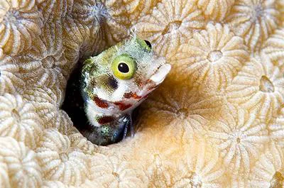 Secretary blenny (Acanthemblemaria maria)