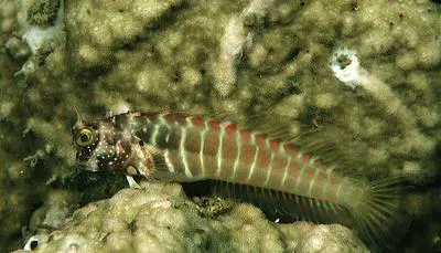 Segmented blenny (Salarias segmentatus)