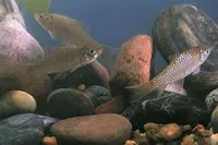Semah mahseer (Tor douronensis)
