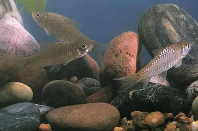 Semah mahseer (Tor douronensis)