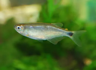 Semaphore tetra (Pterobrycon myrnae)