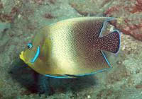 Semicircle angelfish (Pomacanthus semicirculatus)