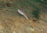 Seminole goby (Microgobius carri)