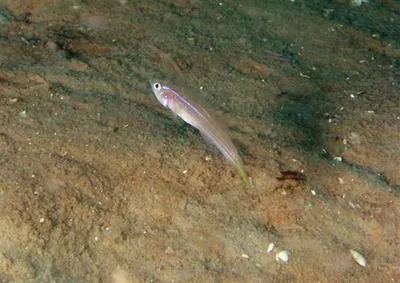 Seminole goby (Microgobius carri)