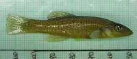 Seminole killifish (Fundulus seminolis)