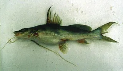 Semutundu (Bagrus docmak)