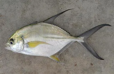 Senegal jack (Caranx senegallus)