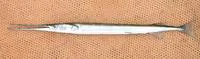 Senegal needlefish (Strongylura senegalensis)