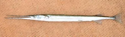 Senegal needlefish (Strongylura senegalensis)