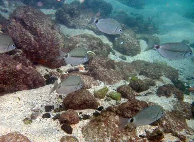 Senegal seabream (Diplodus bellottii)