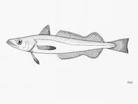 Senegalese hake (Merluccius senegalensis)