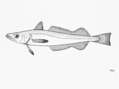 Senegalese hake (Merluccius senegalensis)