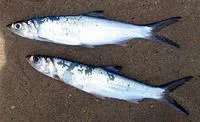 Senegalese ladyfish (Elops senegalensis)