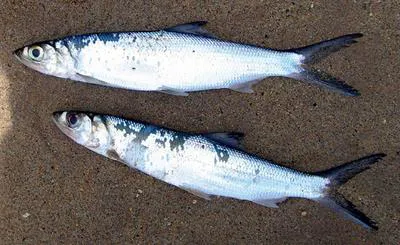 Senegalese ladyfish (Elops senegalensis)