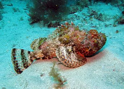 Senegalese rockfish (Scorpaena laevis)