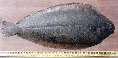 Senegalese sole (Solea senegalensis)