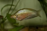 Sepik rainbowfish (Glossolepis multisquamata)