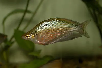 Sepik rainbowfish (Glossolepis multisquamata)